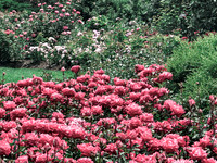 Roses in the Garden copy