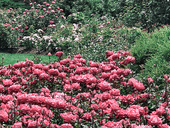 Roses in the Garden copy