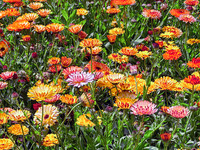 Flowers Galore