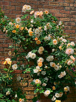 Orange and Cream Roses on Wall