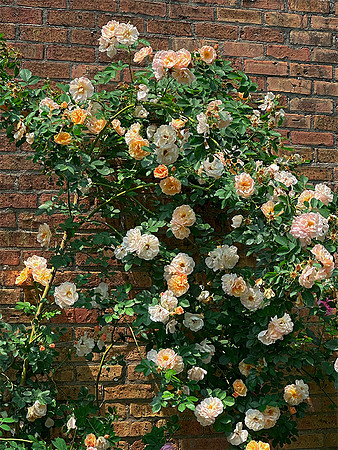Orange and Cream Roses on Wall