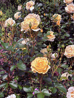 Faded Yellow Roses
