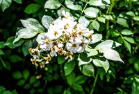 White Flower with Blue Beetle
