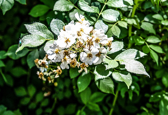 White Flower with Blue Beetle