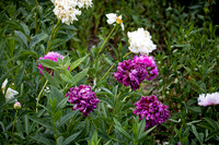 Purple and White 5