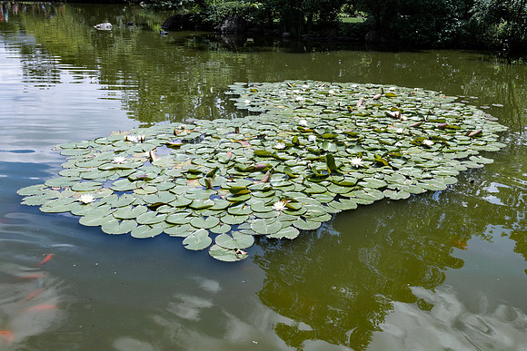 Lily Pads