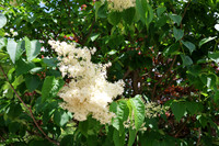 June Flower