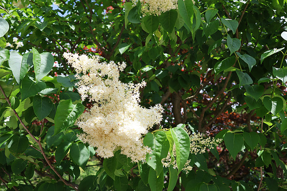 June Flower