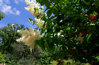 Japanese Tree Lilac Multiple