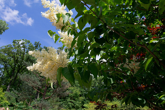 Japanese Tree Lilac Multiple