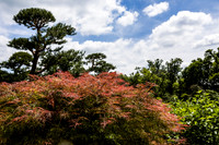 Red Orange Bush