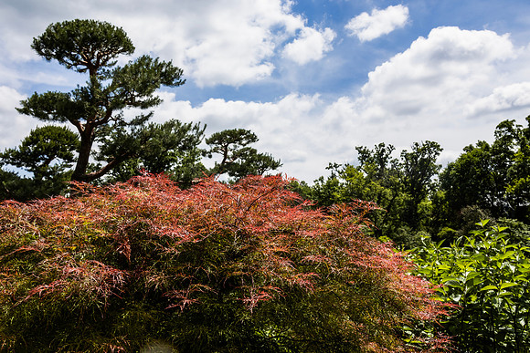 Red Orange Bush