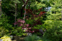 Red Maple with Crutch