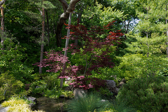 Red Maple with Crutch