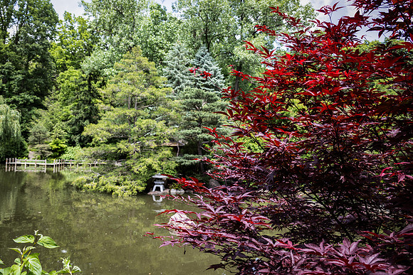Red Maple Scene