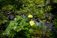 Yellow Flowers