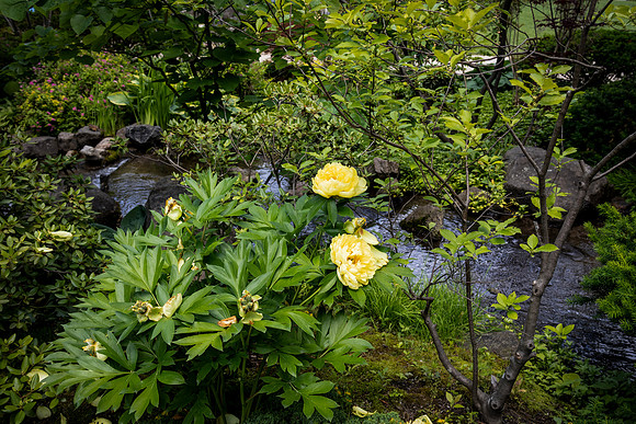 Yellow Flowers