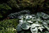 Big Leaves