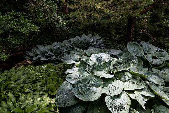 Big Leaves