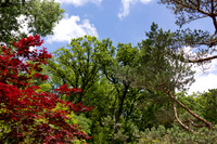 Landscape with Red Maple