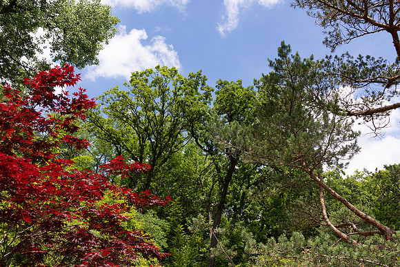Landscape with Red Maple