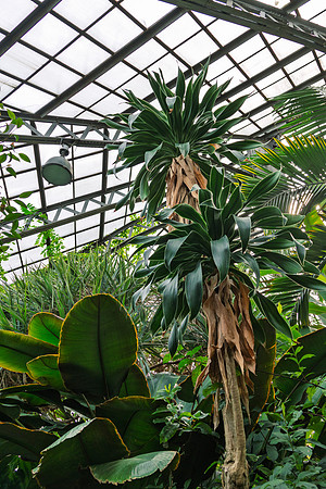 Jungle Love