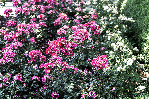 Pink Flowers with Greenery