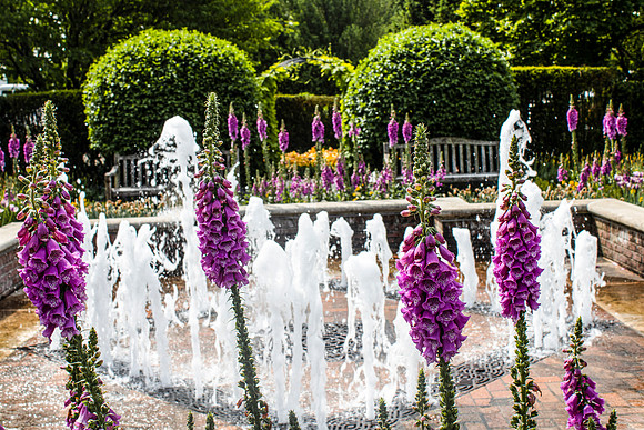 Purple Flowers by Fountain