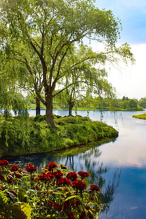 Chicago Botanic Gardens Pond View 1