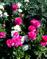 Chicago Botanic Garden Ranunculus