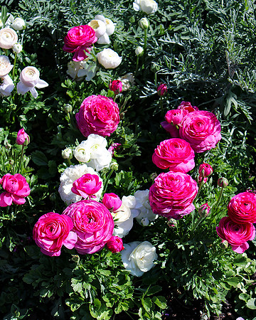 Chicago Botanic Garden Ranunculus
