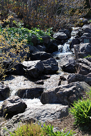 Chicago Botanic Garden Brook