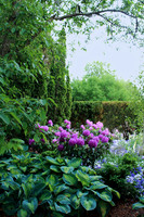 Chicago Botanic Purple Orb Flowers