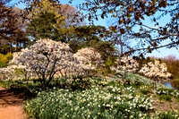 Chicago Botanic Garden White Blosson Trees