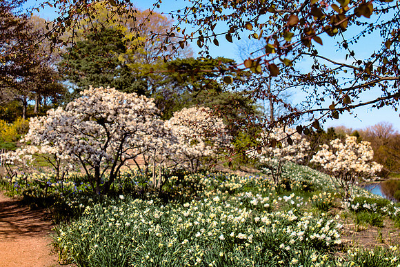 Chicago Botanic Garden White Blosson Trees