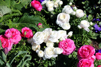 Chicago Botanic Garden White and Red Ranunculus