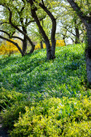 Chicago Botanic Garden Wildflowers on the Slope