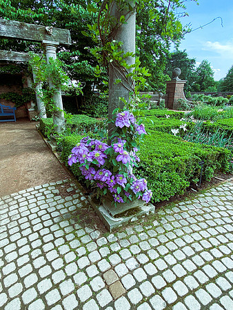 Botanic Garden English Garden Purple Flowers II