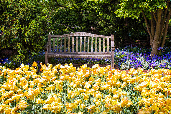Yellow Flowers and Bench 1