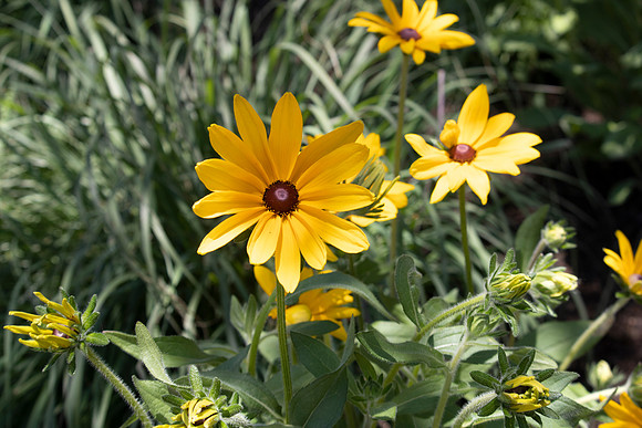 Yellow Daisies