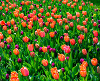 Chicago Botanic Garden Tulips