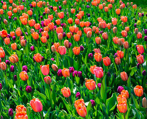 Chicago Botanic Garden Tulips