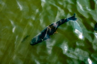 Chicago Botanic Garden King Koi