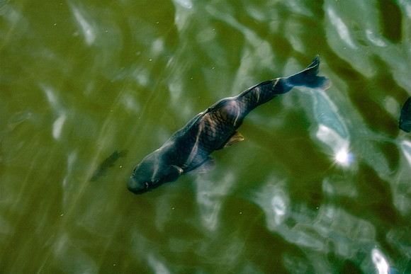 Chicago Botanic Garden King Koi
