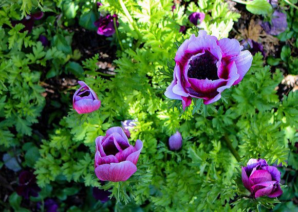 Chicago Botanic Garden Purple Poppies