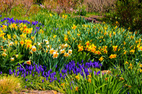 Chicago Botanic Garden Floral Mix on Hill