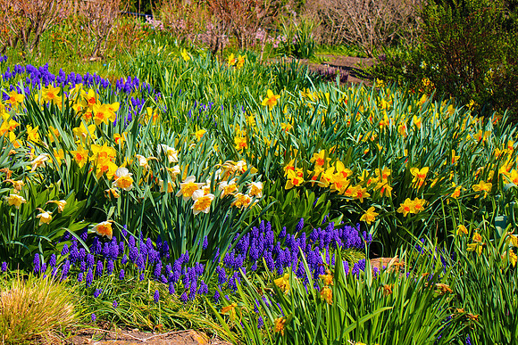 Chicago Botanic Garden Floral Mix on Hill