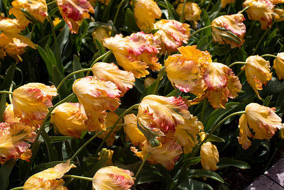 Yelllow and Red Windblown Tulips