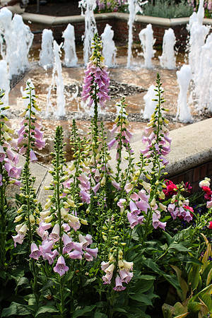Chicago Botanic Garden Fountain with Cockleshells II