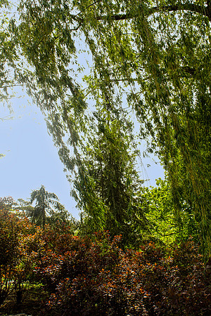 Weeping Willow
